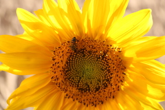 Apis mellifera