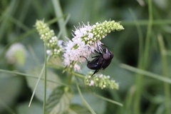 Diptera
