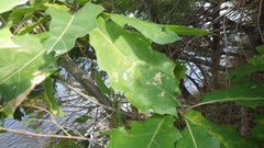 Stigmella nigriverticella