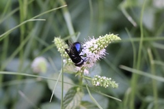 Diptera