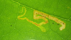 Stigmella nigriverticella