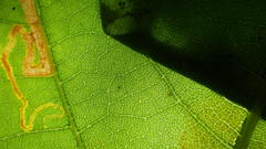 Stigmella nigriverticella