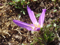 Colchicum montanum