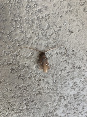 Eburia quadrigeminata