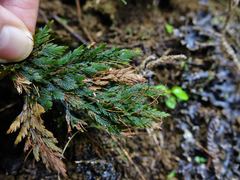 Abrodictyum elongatum