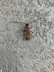 Eburia quadrigeminata