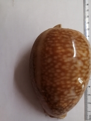 Macrocypraea cervus