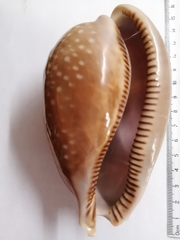 Macrocypraea cervus