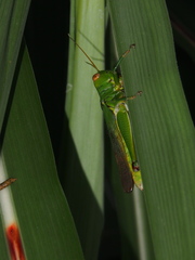 Hieroglyphus tonkinensis