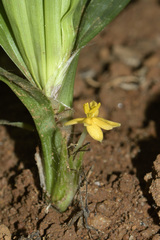 Curculigo orchioides