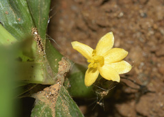Curculigo orchioides