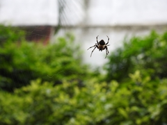 Araneidae