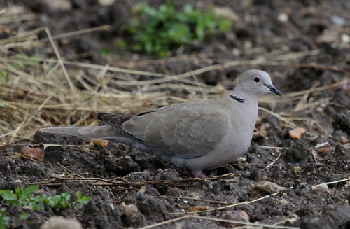 Streptopelia decaocto