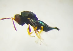 Chalcidoidea