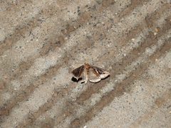Lepidoptera
