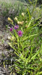 Vernonia texana