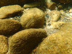 Phoxinus septimaniae