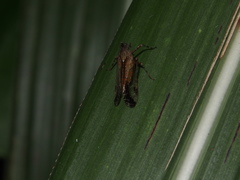 Orthopagus splendens