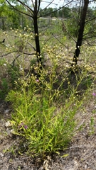 Vernonia texana