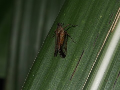 Orthopagus splendens