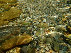 Phoxinus septimaniae