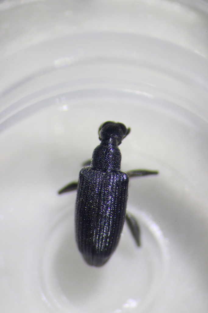 Hoplocneme forcipata