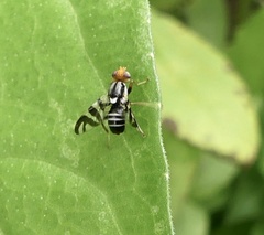 Rhagoletis striatella