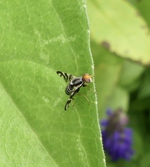 Rhagoletis striatella