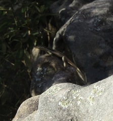 Tropidurus semitaeniatus