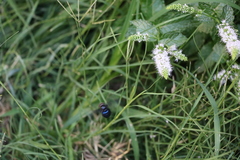 Diptera