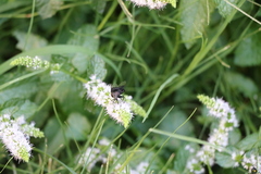Diptera