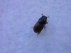Aphodius fimetarius