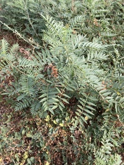 Glycyrrhiza lepidota