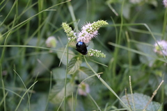 Diptera