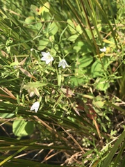 Campanula aparinoides