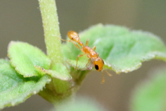 Pseudomyrmex simplex
