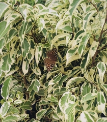 Junonia lemonias