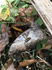 Selenophanes cassiope