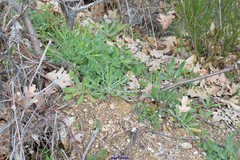 Viola kitaibeliana