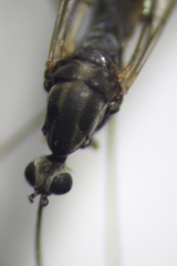 Toxorhina