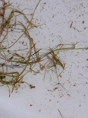 Potamogeton pusillus pusillus