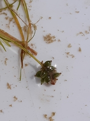 Potamogeton pusillus pusillus