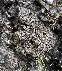 Physcia tribacia