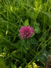 Trifolium pratense