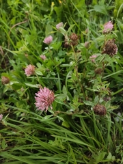 Trifolium pratense