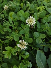 Trifolium repens