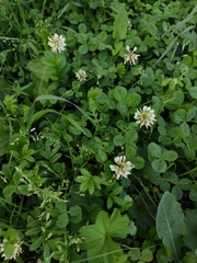 Trifolium repens