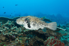 Arothron caeruleopunctatus