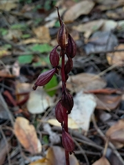 Corallorhiza maculata