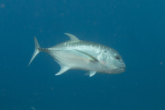 Caranx ignobilis